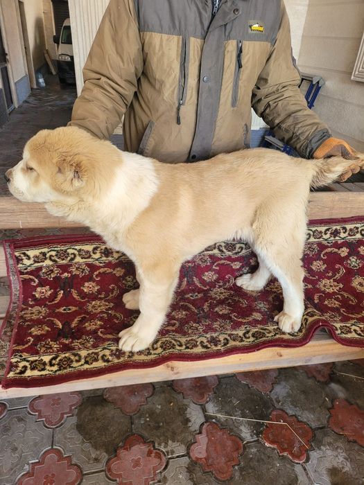 Продам щенков алабая