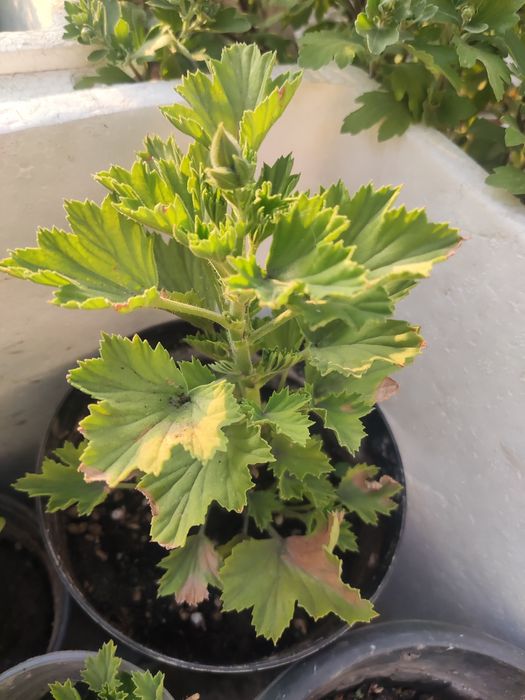 Цветочки в горшках