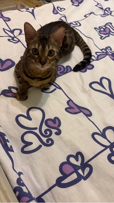 Вязка кошечки бенгал