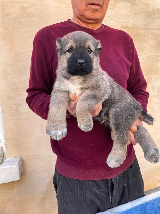 Щенок Турецкого Кангала ( чистокровный )