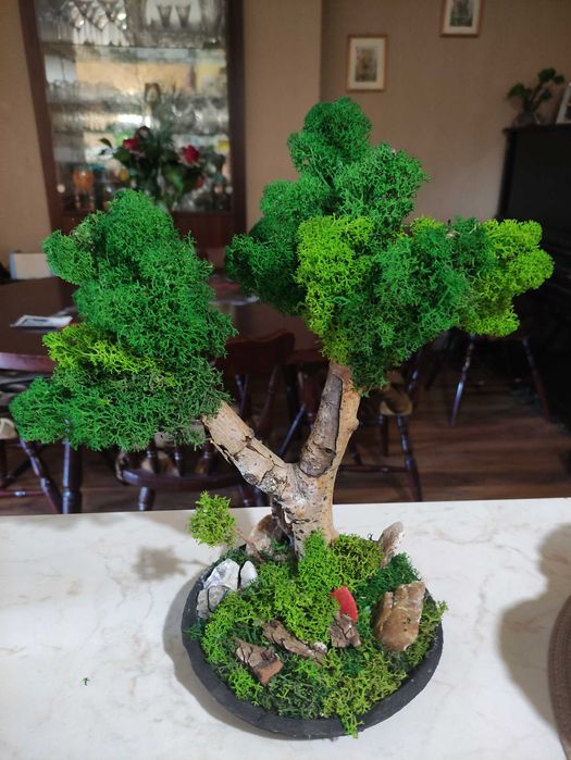 Продавам бонзай със скандинавски мъх.
