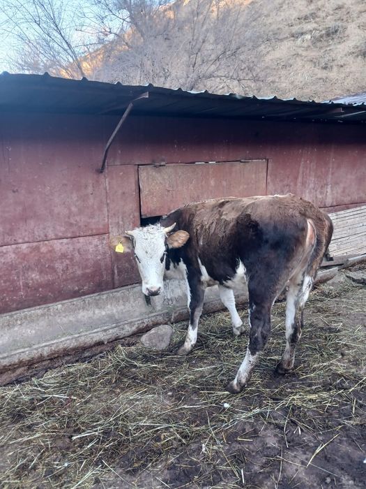 Продам телят и тёлку