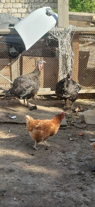 Индюк сатылады .