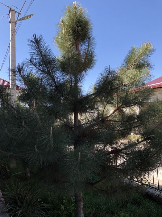 Kremskiy sasna archa sotiladi