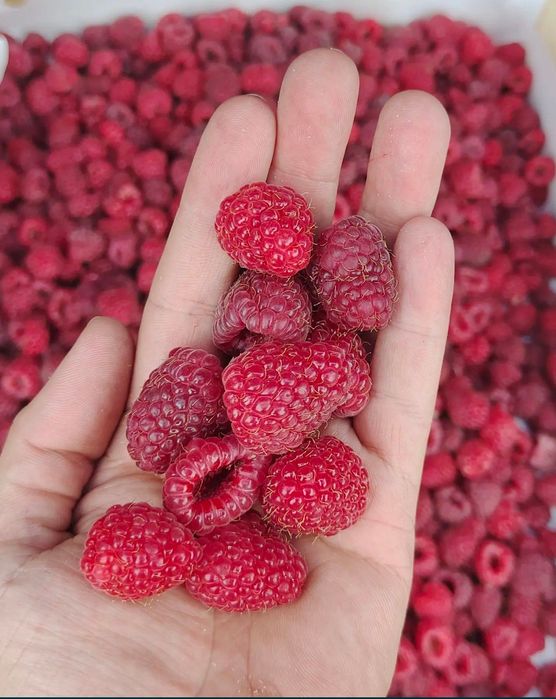 Продам саженцы ремонтантной малины