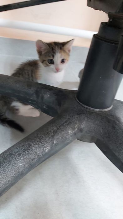 Отдам котенка беслатно