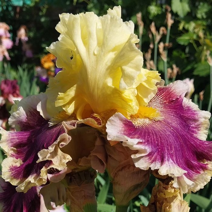 Ирис высокорослый