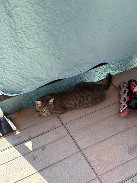 Потерялся кот! Помогите пожалуйста!