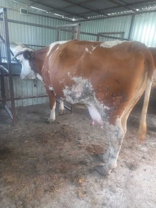 Vaca gestanta bună de lapte