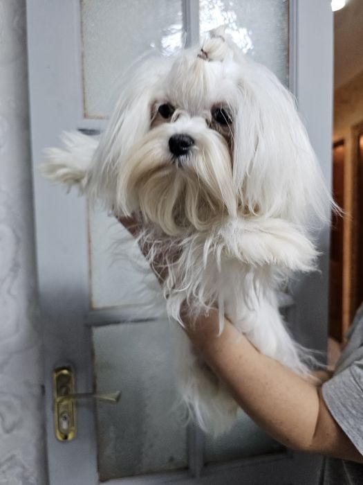 Шикарные щенки мальтипуF1