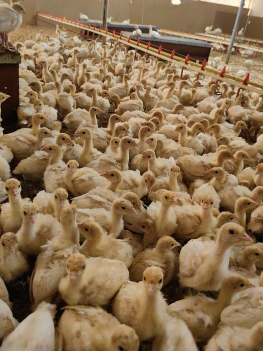 Пуйки Бройлери С.Ивански