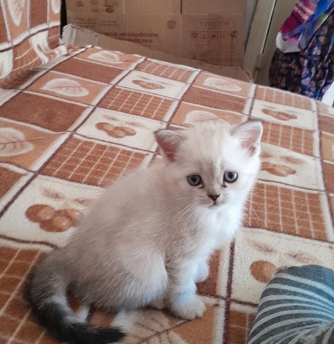 Британские котята
