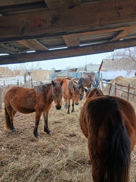 Жылқылар сатылады продам лошадей