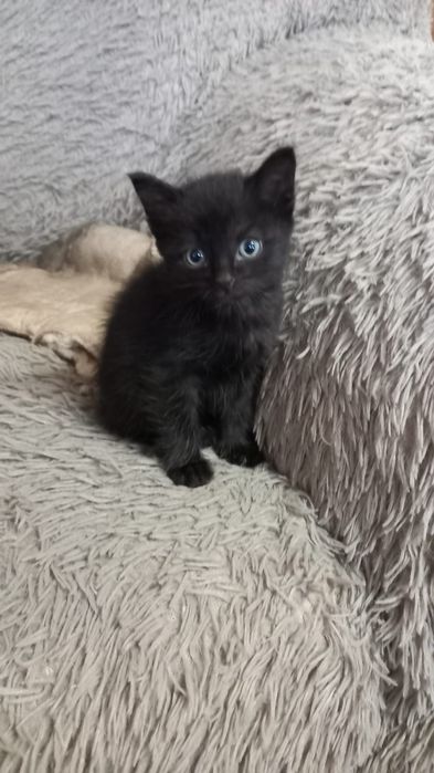 Отдам котят ДАРОМ