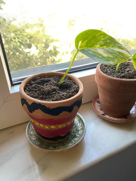 Filodendroni, pothos, mușcate parfumate și ghivece de ceramică