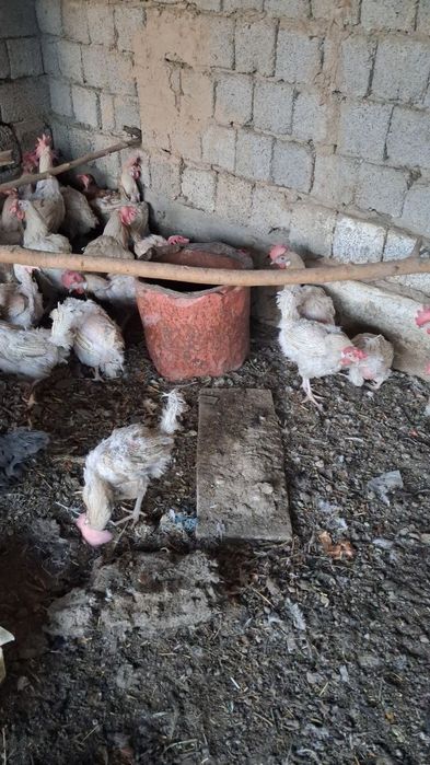 Oq tovuqlar sotiladi