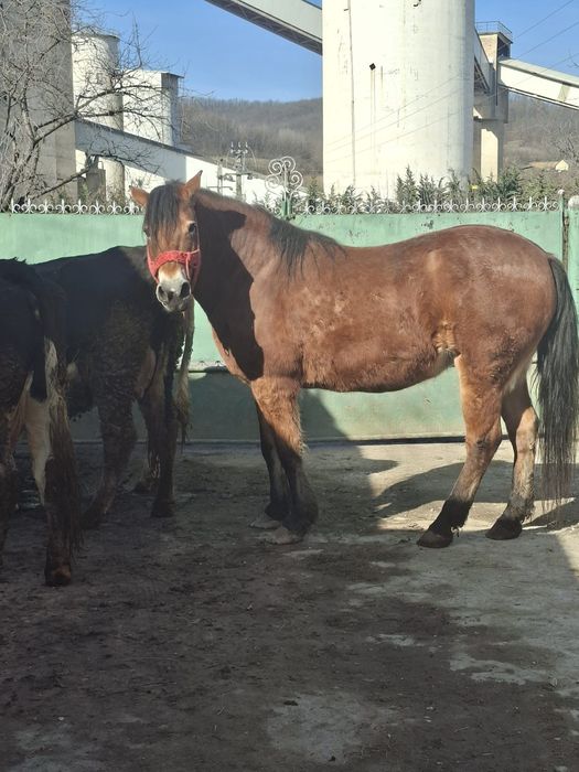 Iapa de vanzare ,buna de lucru