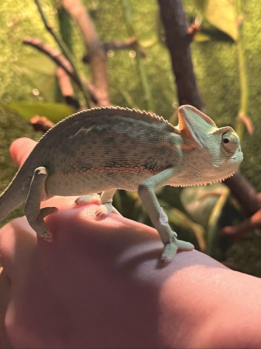 Vand terariu complet + pereche cameleoni