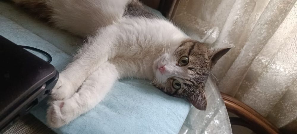 Котик ищет новый дом