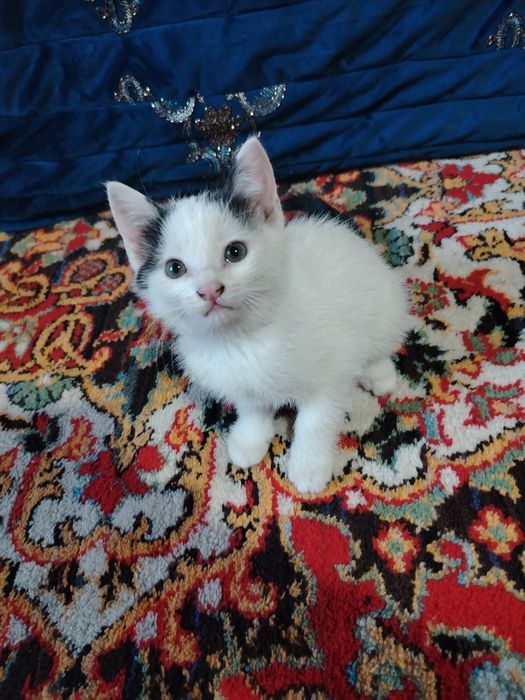Oq mushuk zotdor 2 oylik erkak