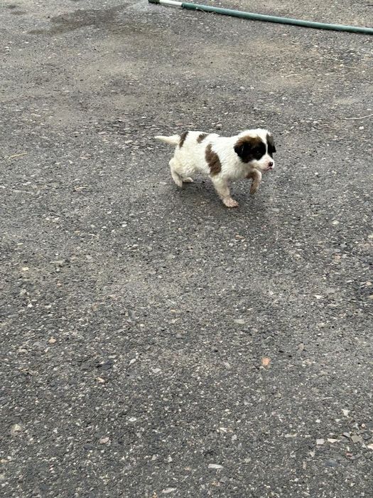 Тазы ит күшіктер і сатылады