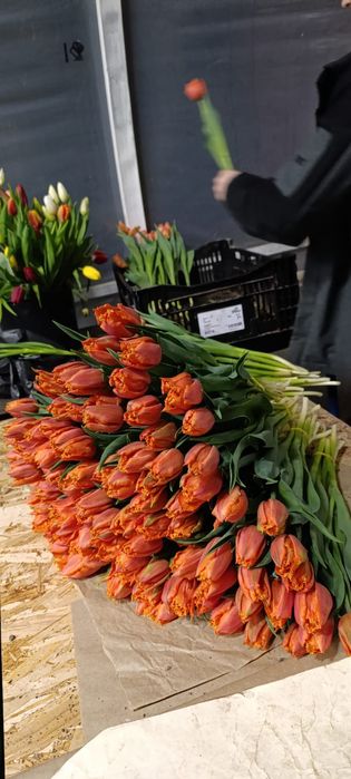 Тюльпаны оптом на 8 марта и гиацинты