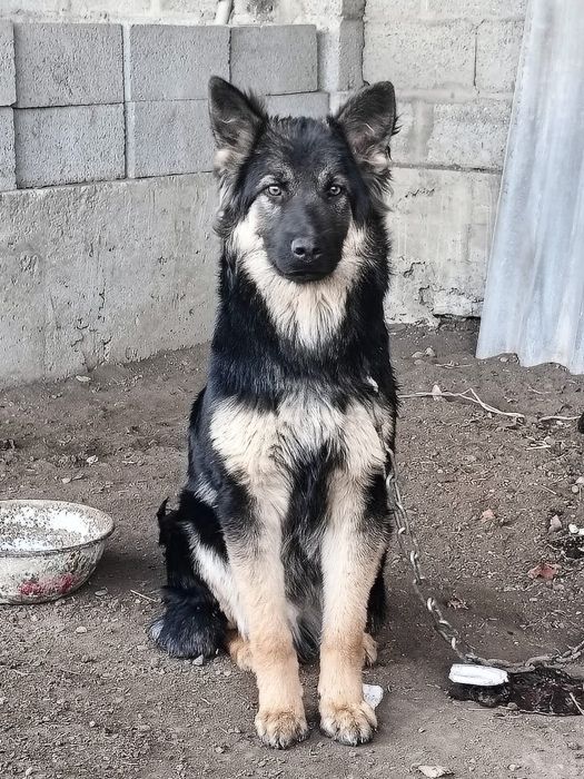 Продам щенок, овчарка