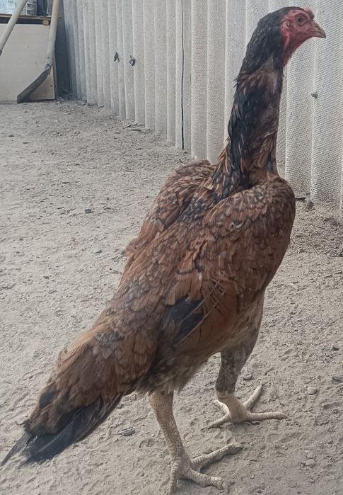 Продам Джуджика И курицу!