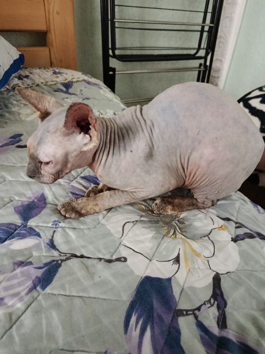 Продаётся девочка 5,5 месяцев