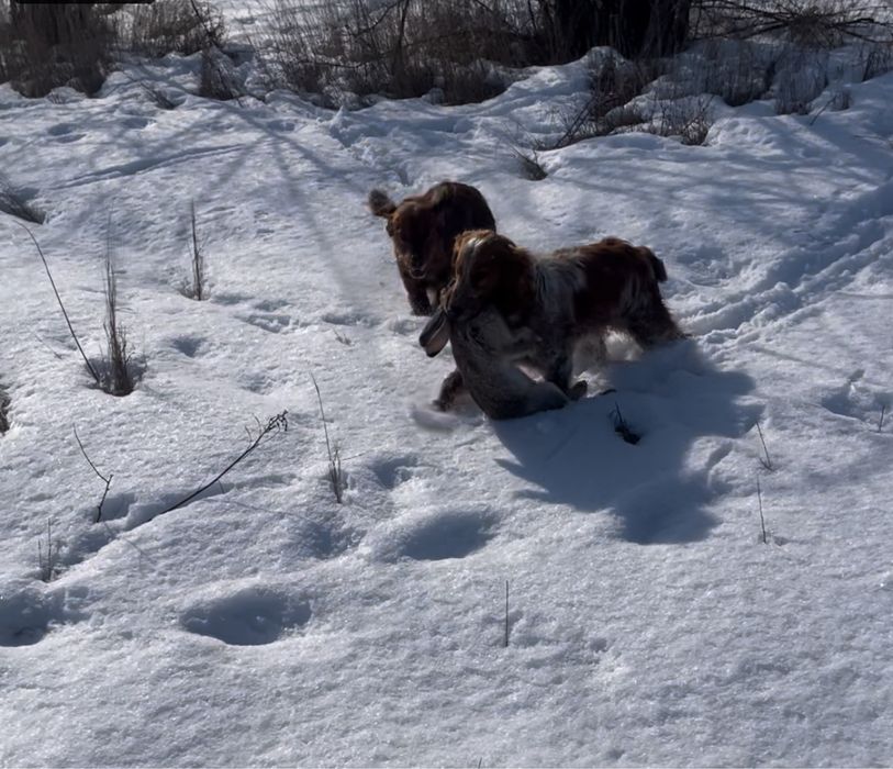НЕ ПРОДАЮТСЯ. ВЯЗКА. Спаниель и эпаньоль рабочие, на вязку. Ит Қашыру.