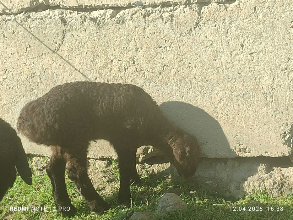 Кузилар сотилади 2 ойлик