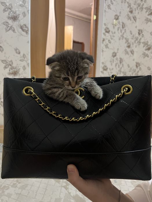 Продам вислоухого  котенка 6 тысяч