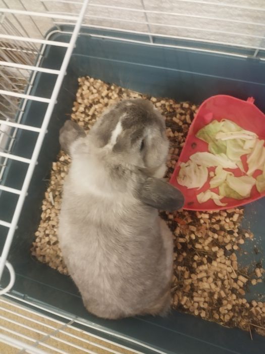 Кролик декоративный