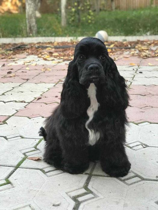 Американский кокер спаниель