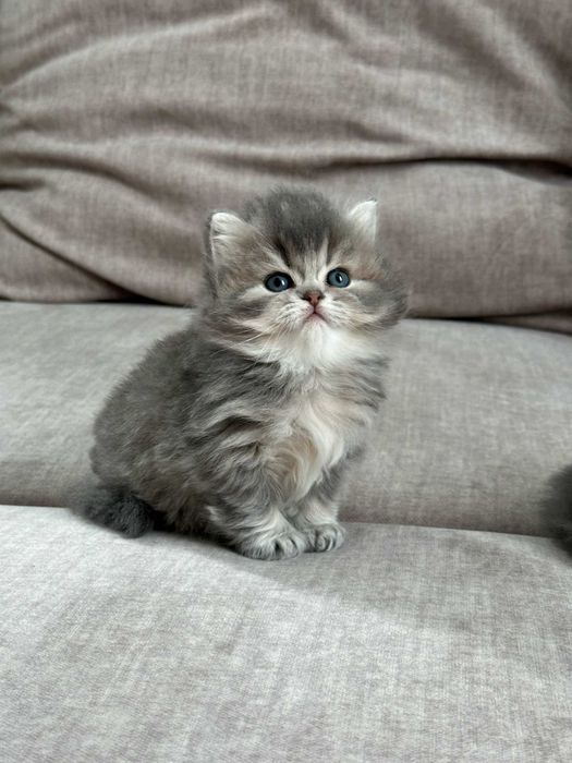 Котята Британские длинношерстные