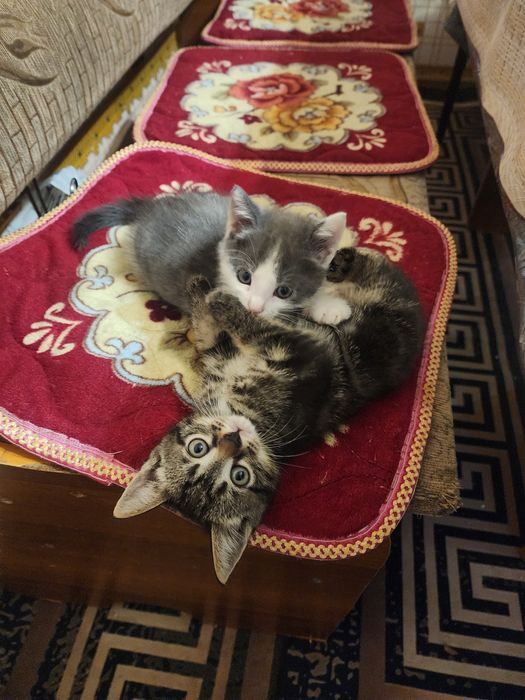 Отдам котят в добрые руки