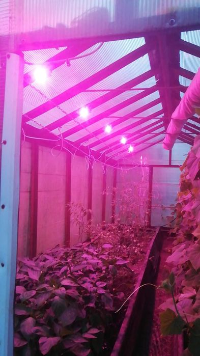 50W Фито чип лэд лампа fito лампочка светодиодный LED для теплица