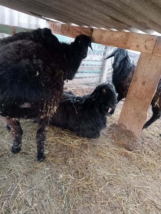 Қошқарлар бар семіз