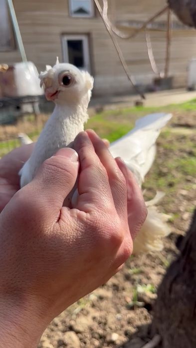 Кептер сатылады, голуби