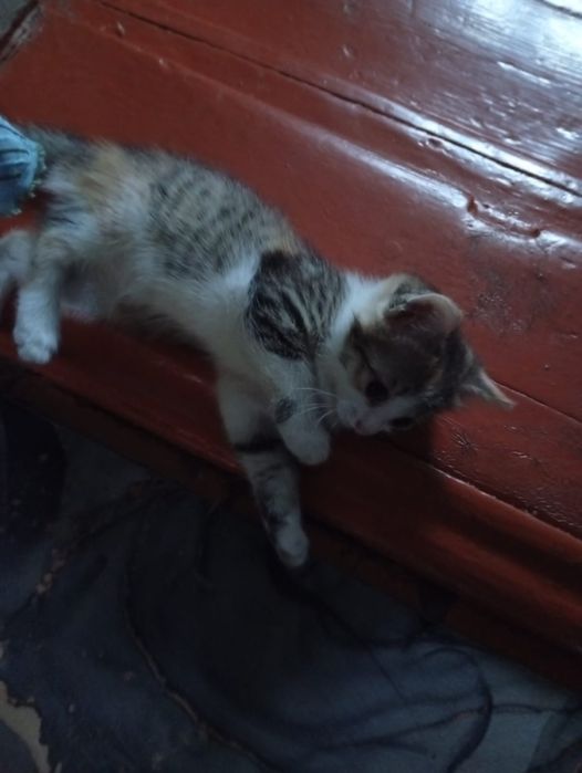 котенок отдам  к лотку приучин