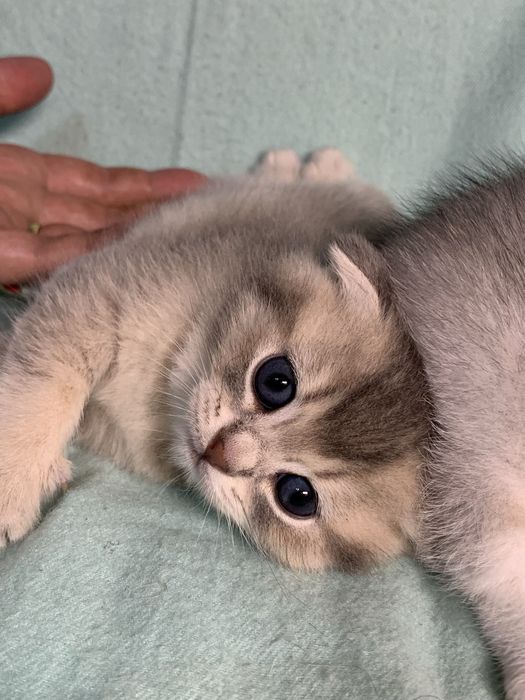 Кошечка шотландская