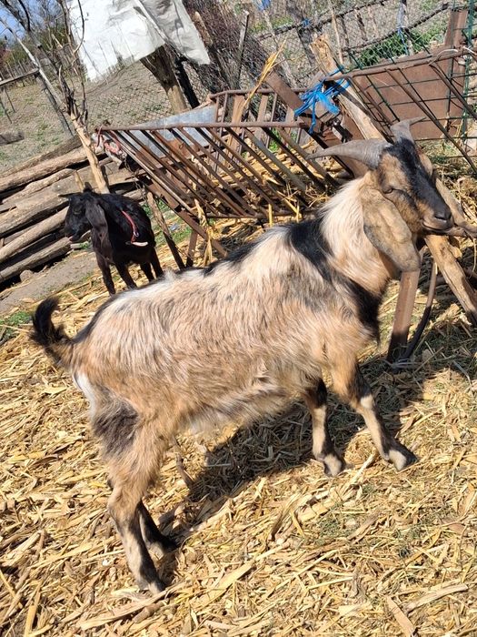 Tap anglo nubian schimb cu capra!