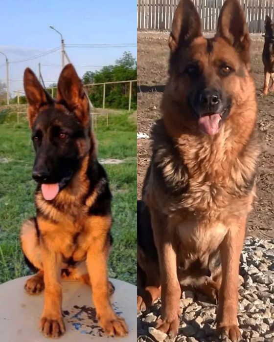 Немецка овчарка щенки