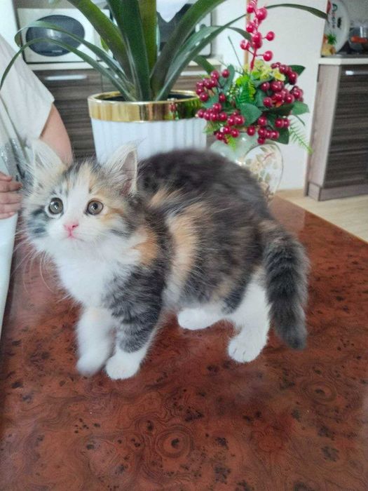 Трехцветки котята в добрые руки