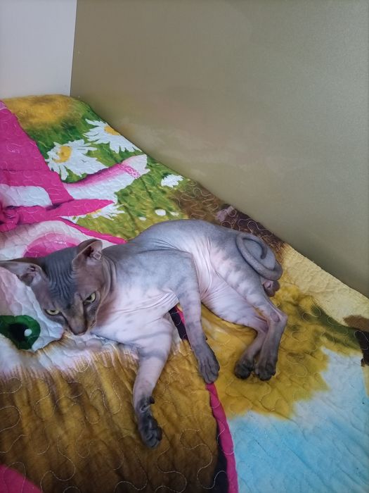 Канадский сфинкс вязка