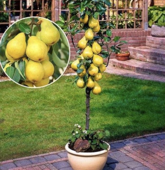 Pomi fructiferi columnari pe rod