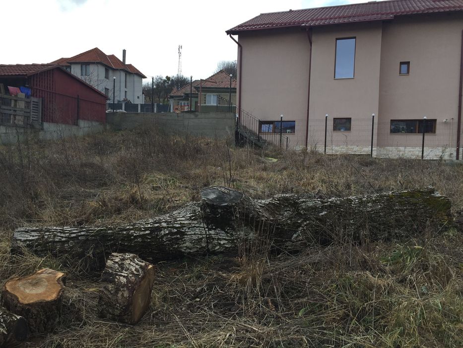 Trunchi / Buștean  de Nuc