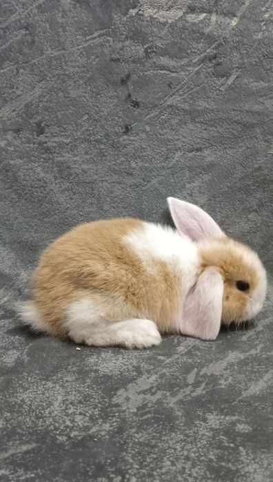 Дикаративные кролики