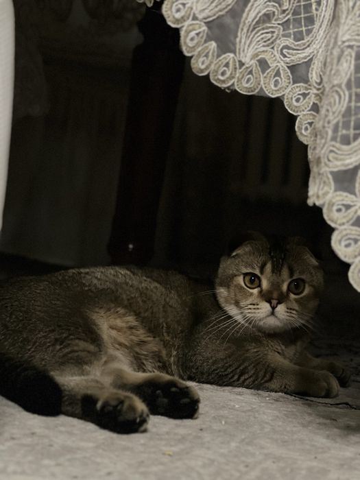 Скотиш Фолд Шотландский вислоухий