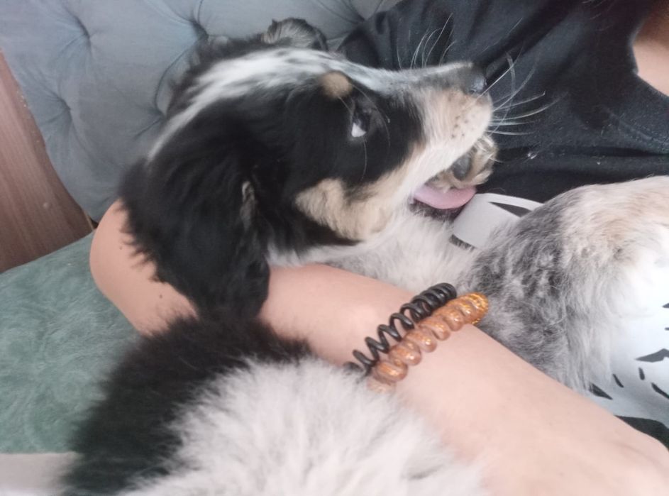 Отдам щенка в добрые руки!